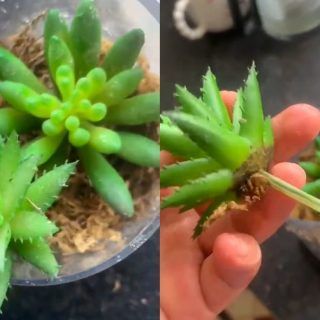 Pasted1647448436 e1647448448351