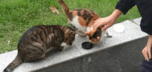 Pasted1653577454 e1653577465860