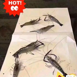 Pastedn1651846541 e1651846554842