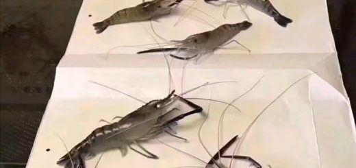 Pastedn1651846541 e1651846554842