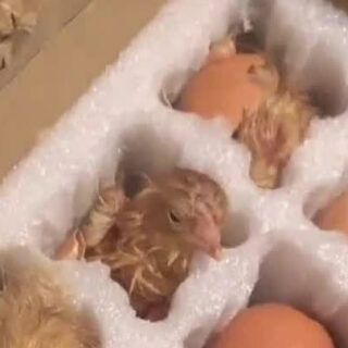 网购毛蛋在运输后孵出小鸡